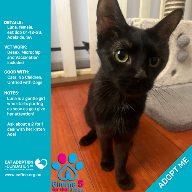 Photo of Luna Only $40 Limited Time!