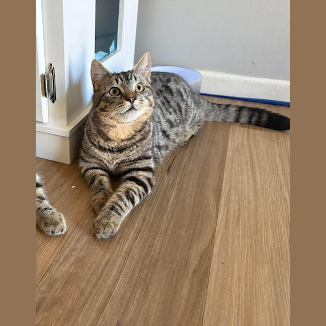 Photo of Pickles