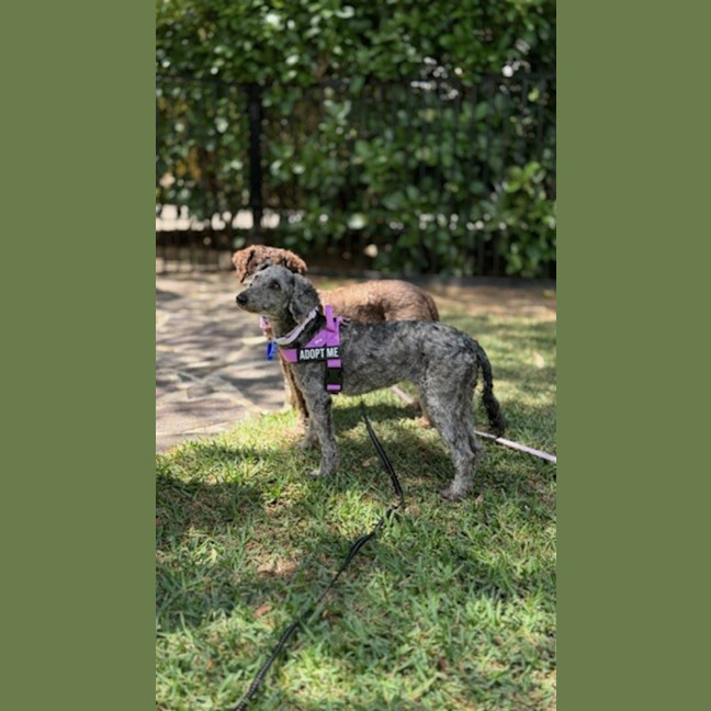 Photo of Coco & Bubbles   3 & 1 Yo Toy Poodle