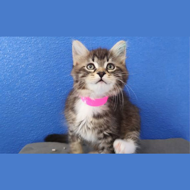 Photo of Oreo