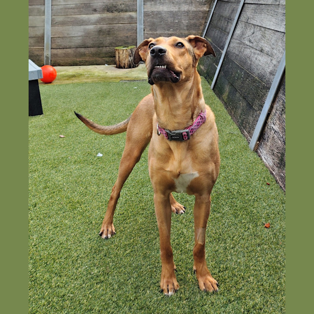 Photo of Narla