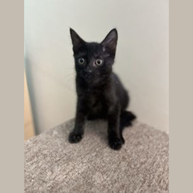 Photo of Sid   Now At Pet Quarters Rutherford
