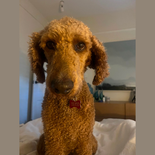 Photo of Ruby