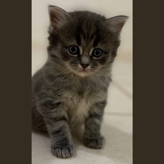 Photo of Earl Grey