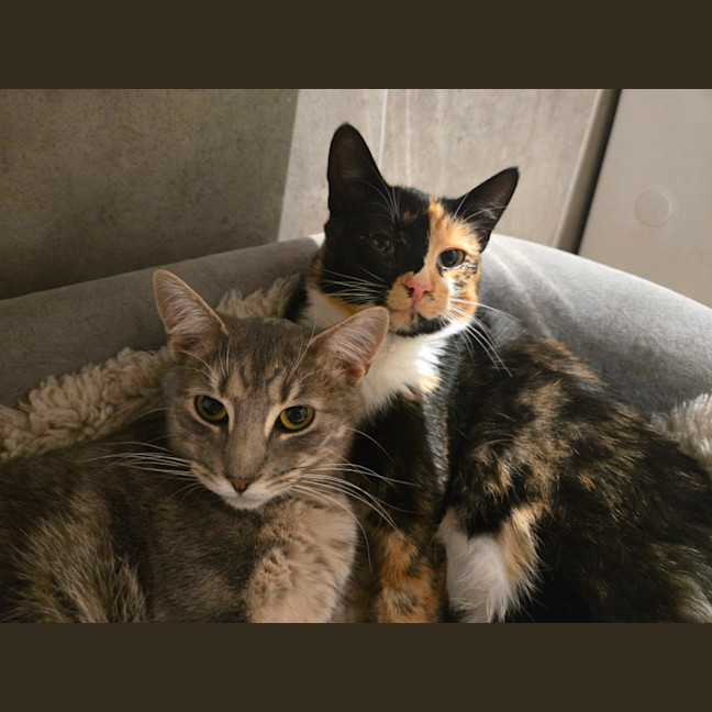 Photo of Tinkerbell & Sweet Chili