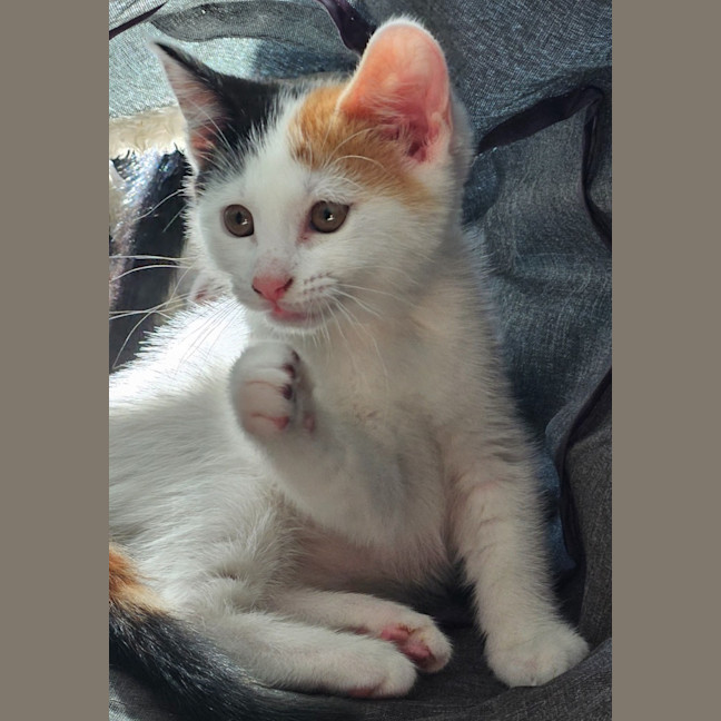 Photo of Macadamia