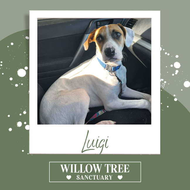 Photo of Luigi