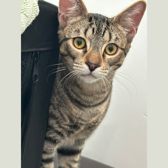 Photo of Mickey 