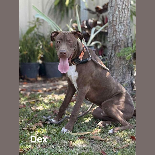 Photo of Dex