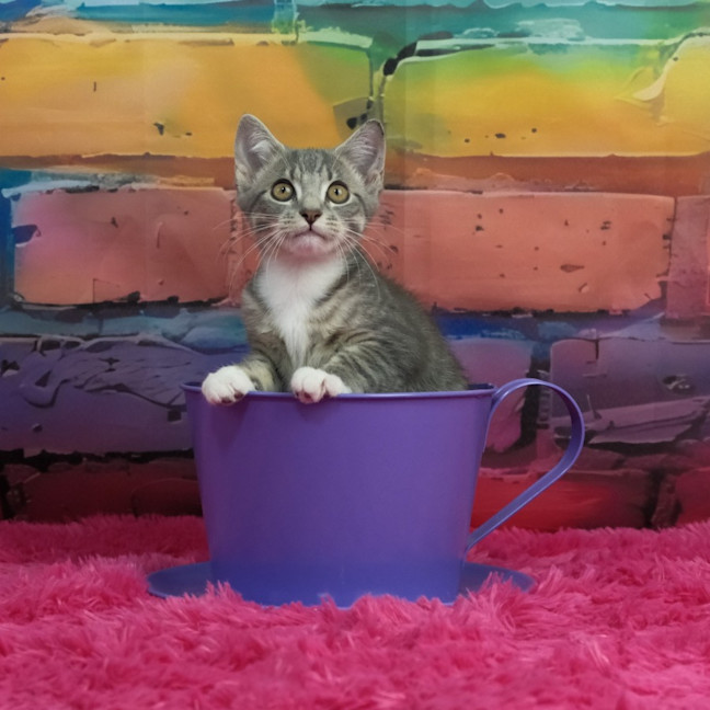Photo of Penny