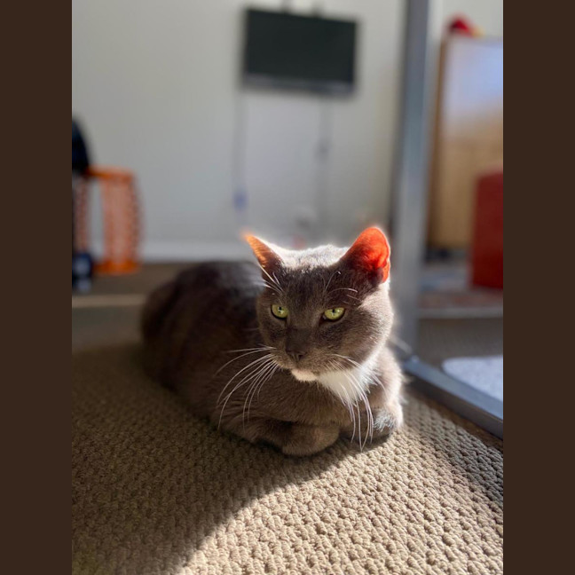 Photo of Prince Henry