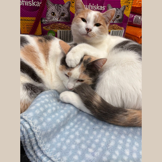 Photo of Caramel 