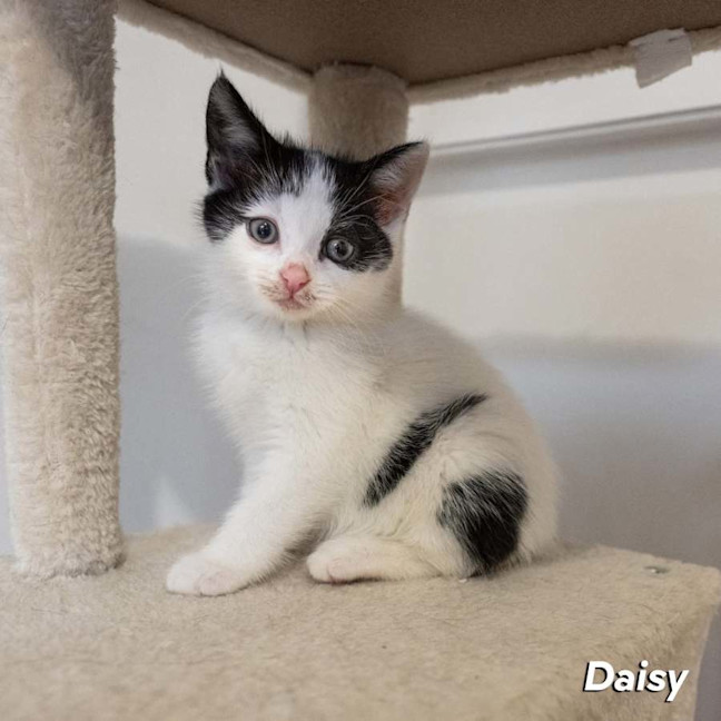 Photo of Daisy