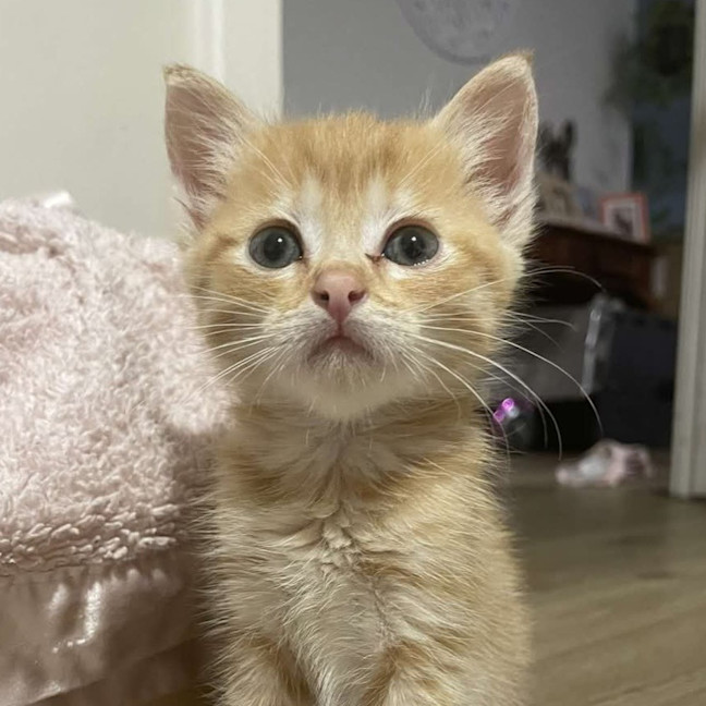 Photo of Ginger Biscuits