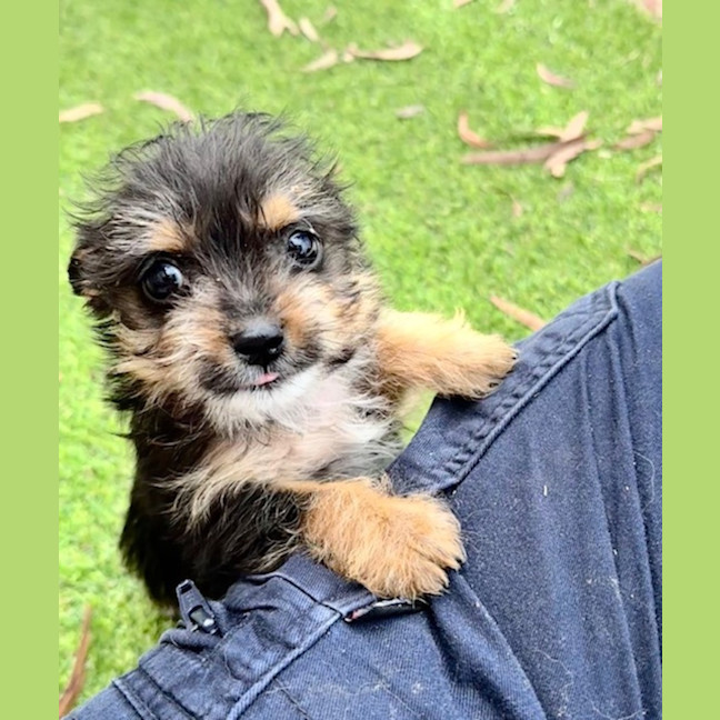 Photo of Tiny