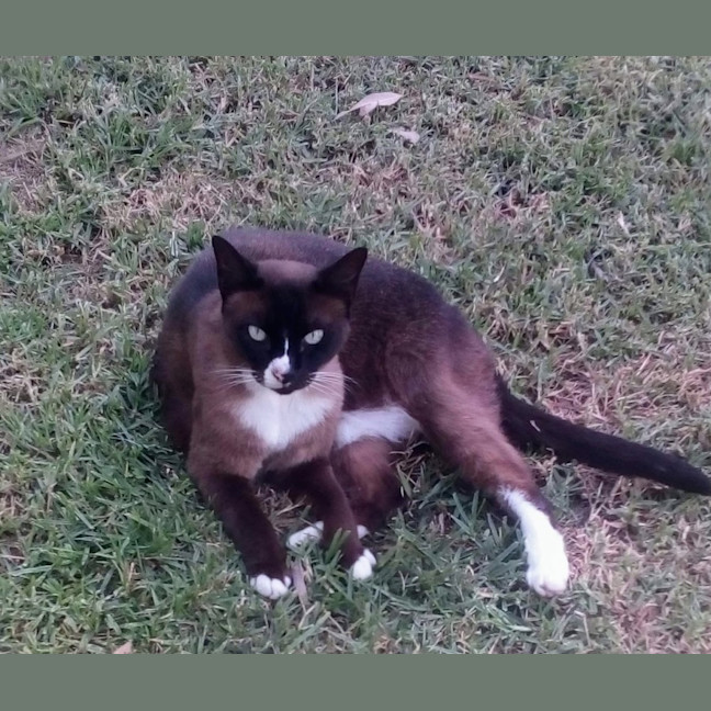 Photo of Misty,Stella And Bella