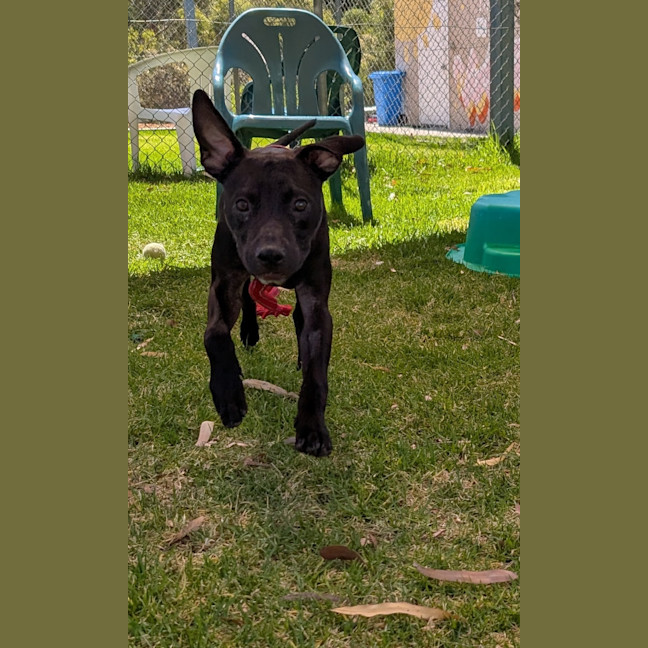 Photo of Louie