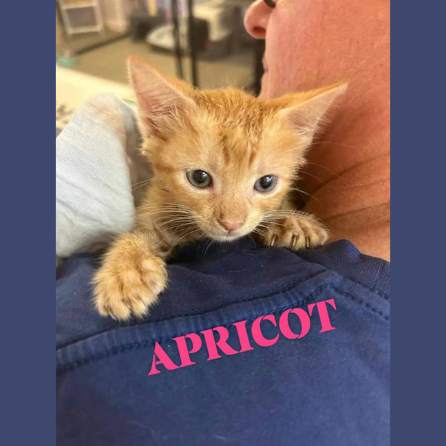 Photo of Apricot