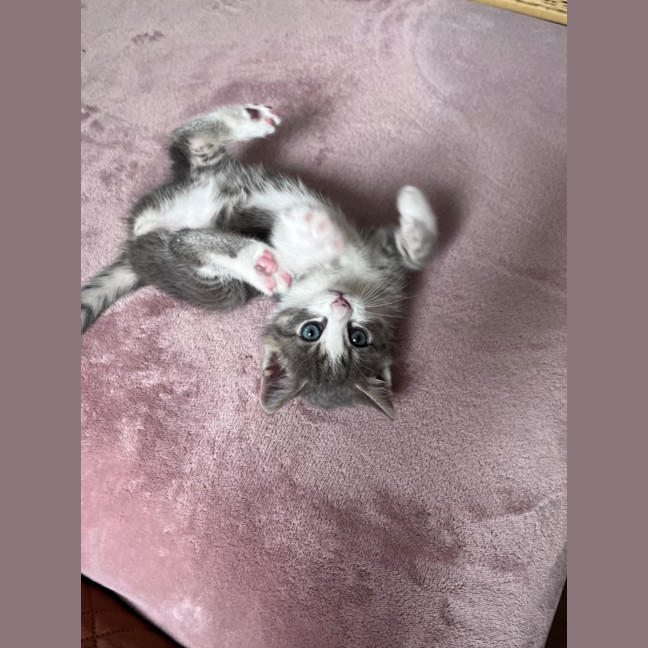 Photo of C1650 Lulu