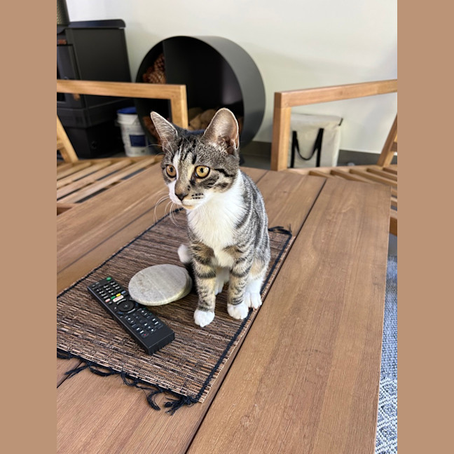 Photo of Tilly