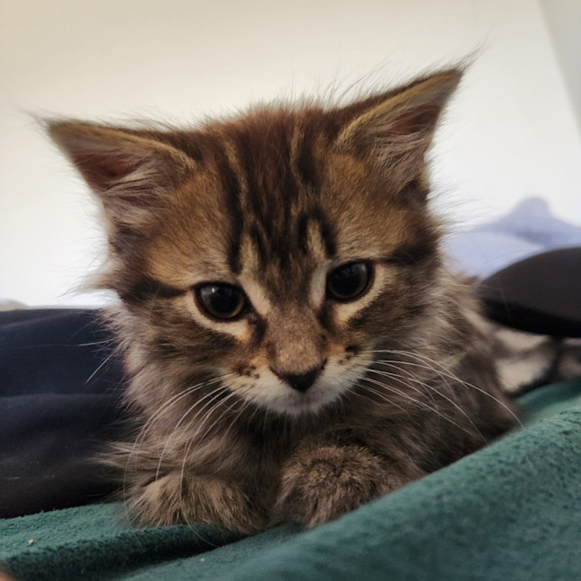 Photo of Mocha