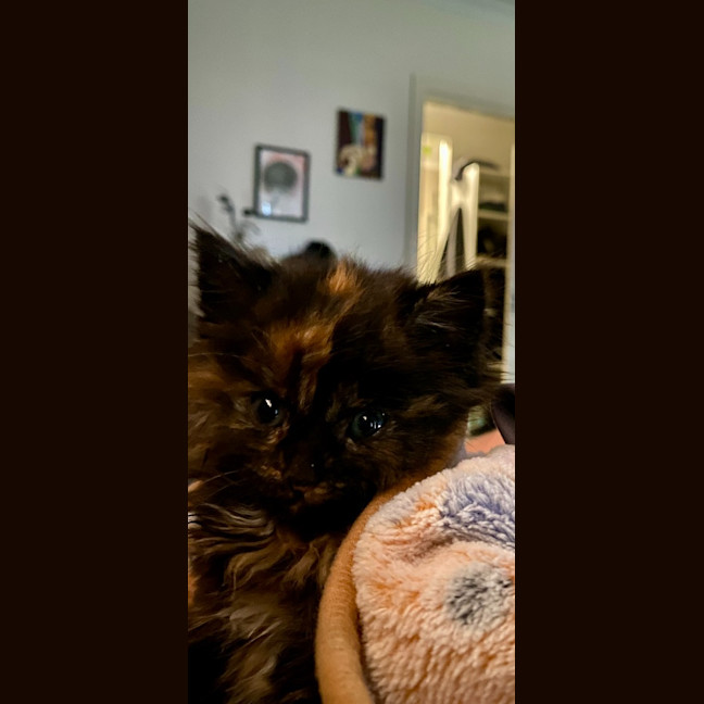 Photo of Muffin