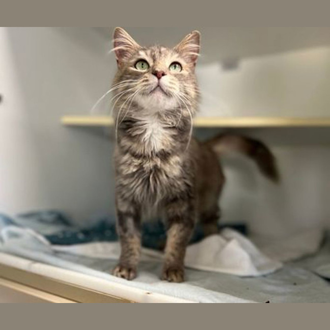 Photo of Cappuccino
