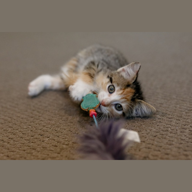 Photo of Skittles