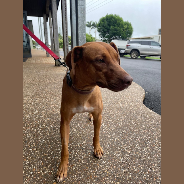 Photo of Cinnamon (Mama Gloves)