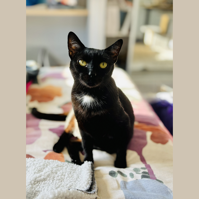 Photo of Puss Puss