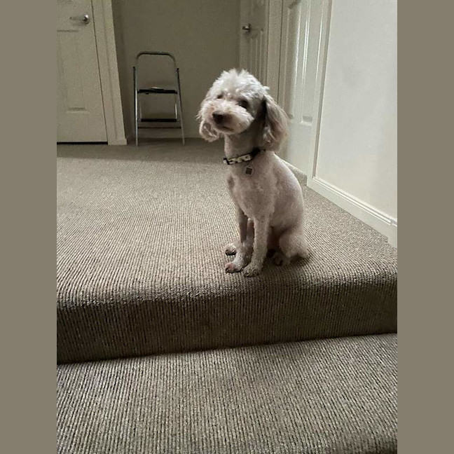 Photo of Sammy