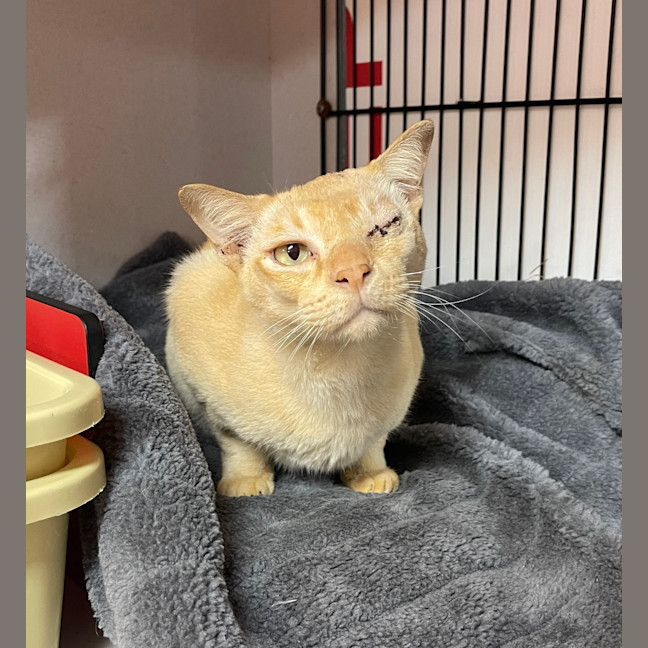 Photo of Goose
