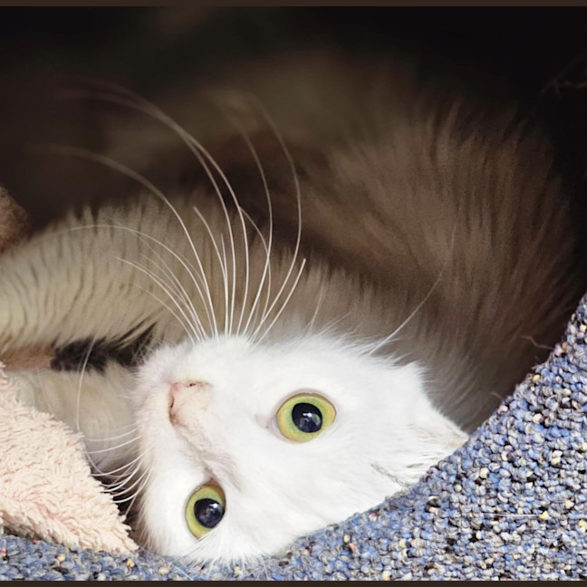 Photo of Willow
