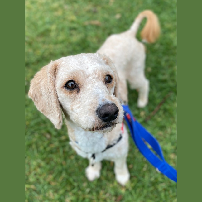 Photo of Bailey