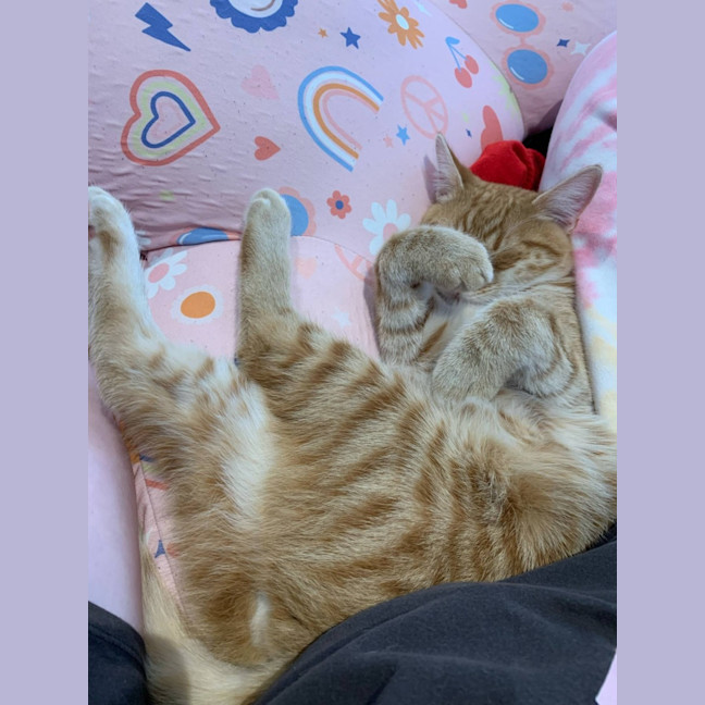 Photo of Gin Gin   Cat Friendly, Adorable And Playful