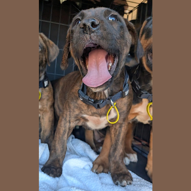 Photo of Cora