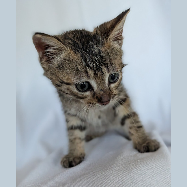 Photo of Tiger