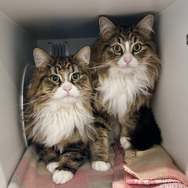 Photo of Rick & Morty