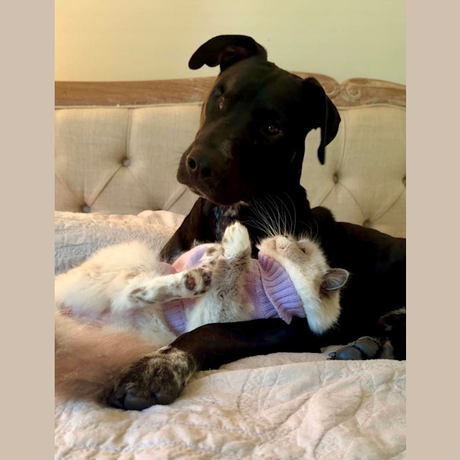 Photo of Pirate *$350 Adoption Fee*