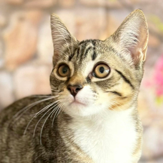 Photo of Marlon  In Foster Care In Greensborogh