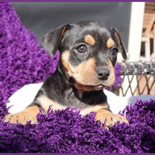 Photo of Tilly