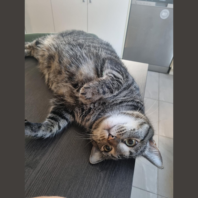 Photo of Tilly (Was Petal)