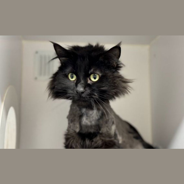 Photo of Beanie