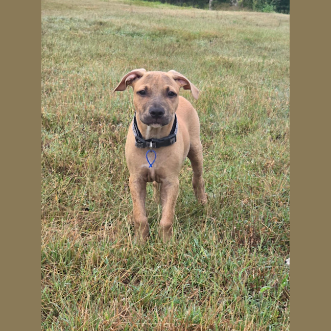 Photo of Loui   10 Week Old Staffy X