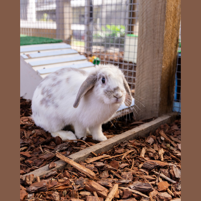 Photo of Aries