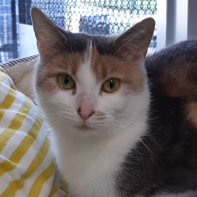 Photo of Marbles