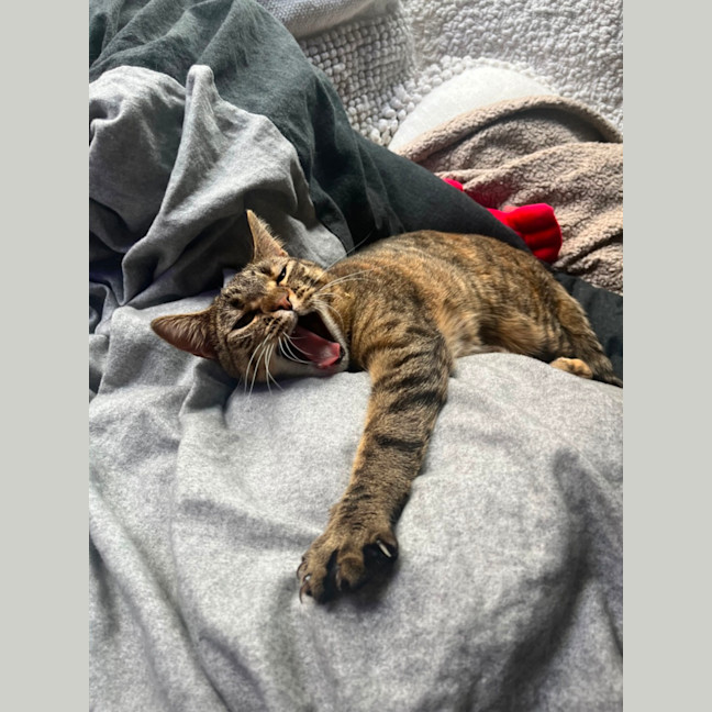 Photo of Houdini