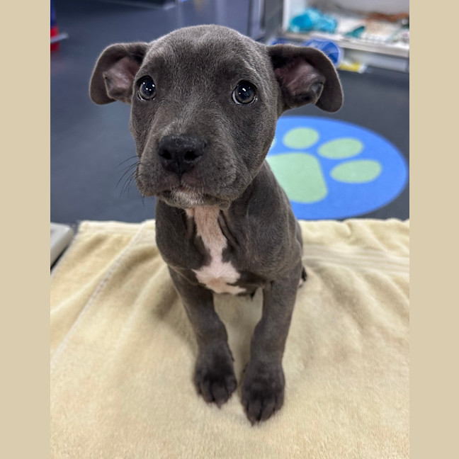Photo of Pepper