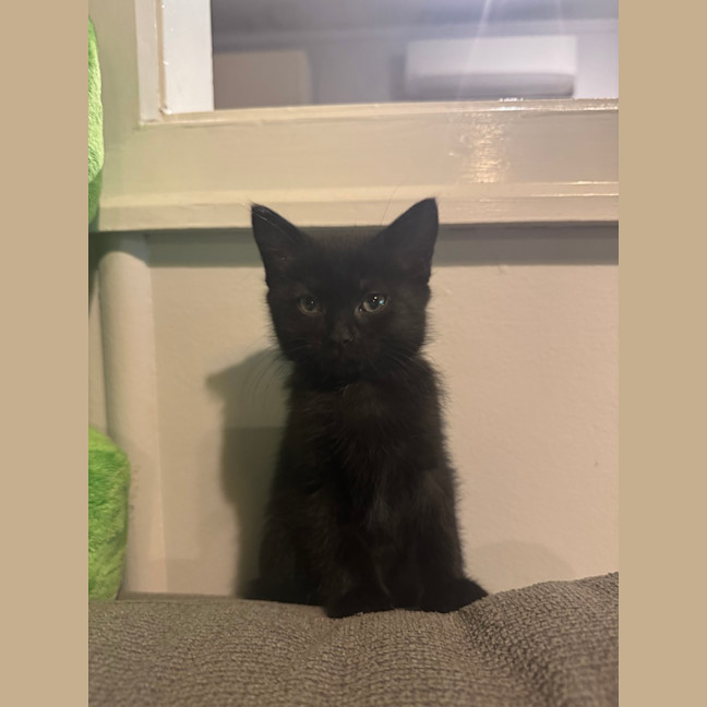 Photo of Hecate