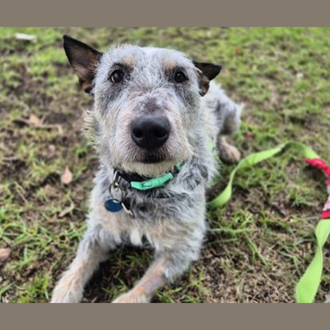 Photo of Scruffy